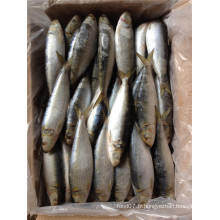 Grande Spécification W / R Fresh Sardine Fish